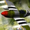 Wings of War